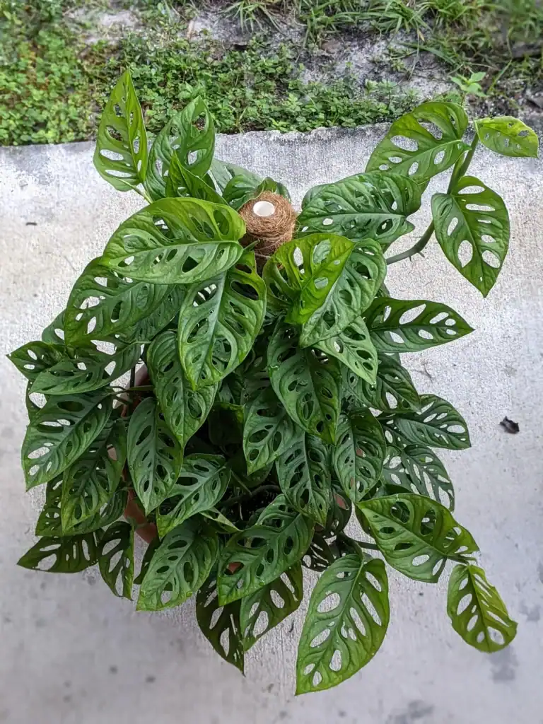 monstera adansonii 5