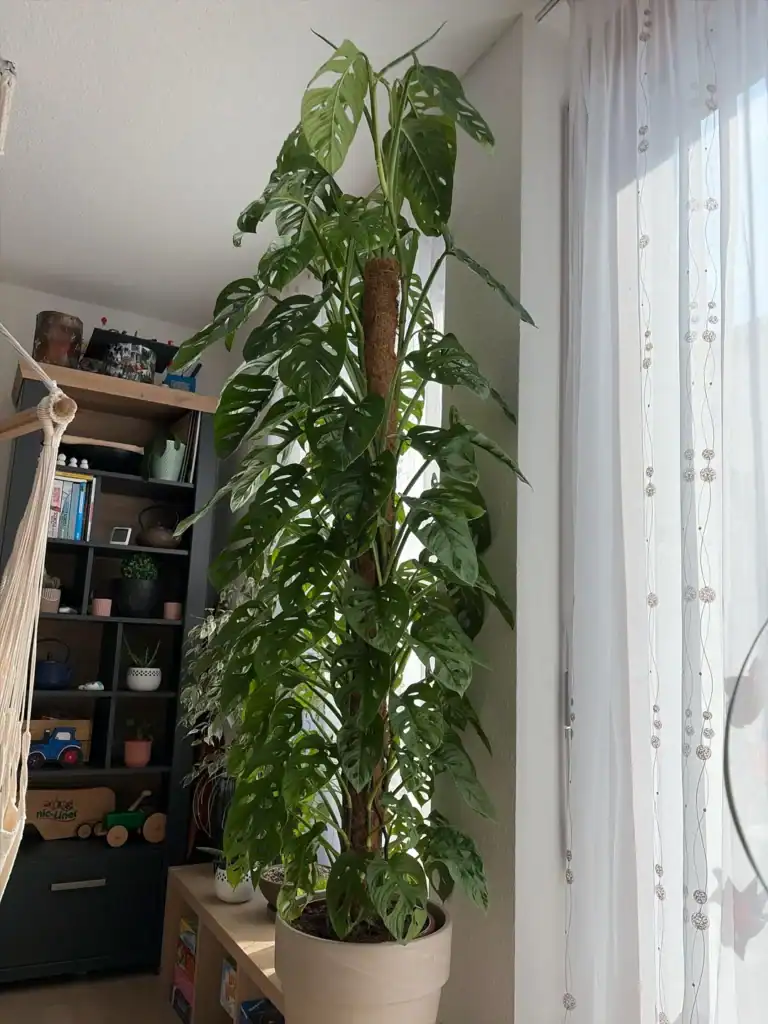 monstera adansonii