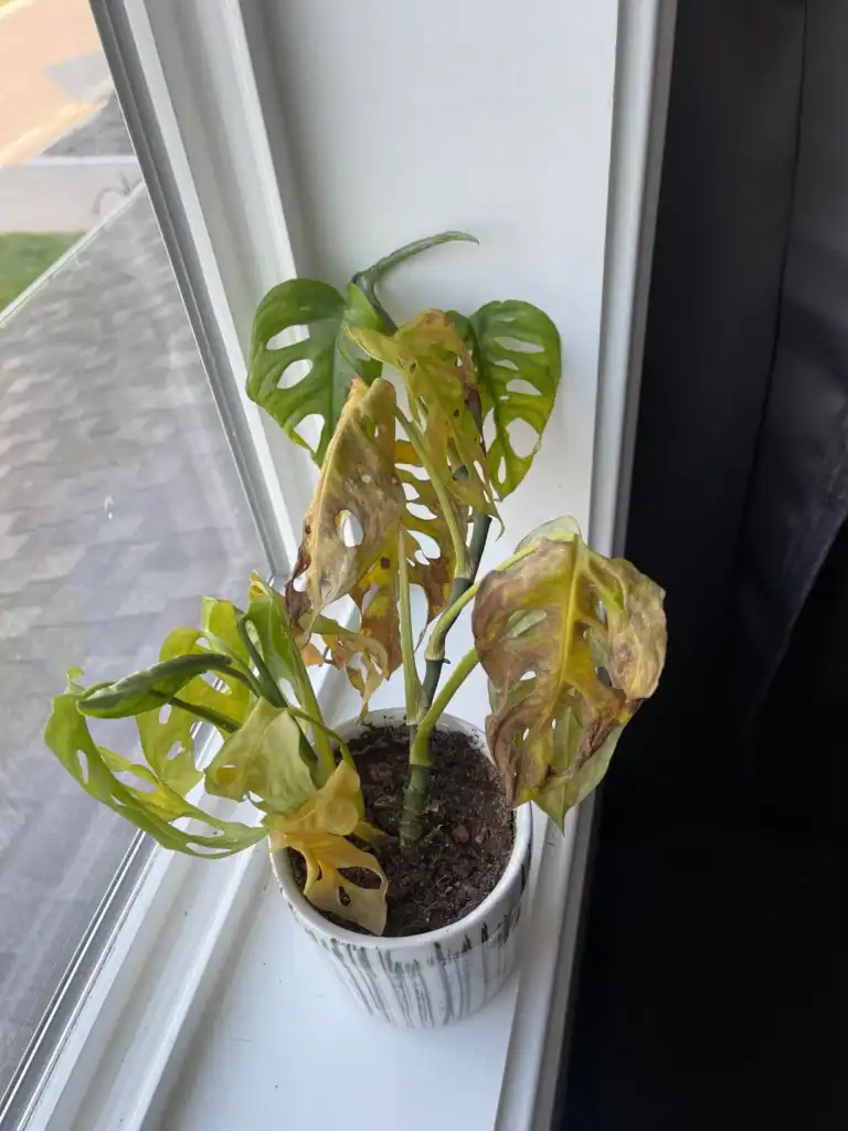 monstera adansonii dying
