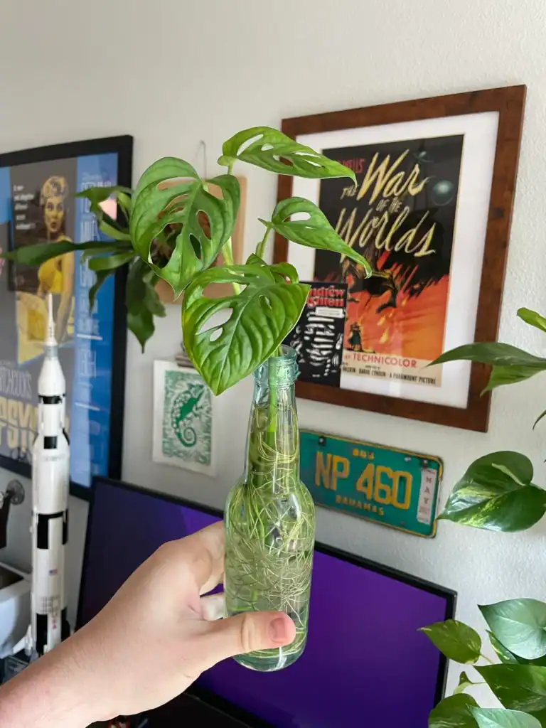 monstera adansonii grow in water