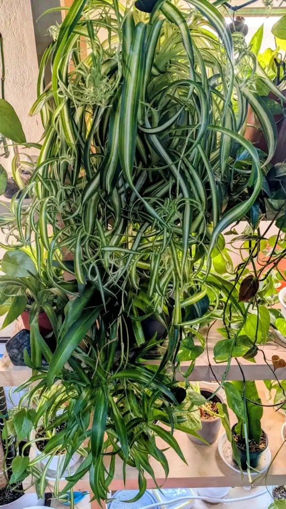 my spider plant fam v0 dsjk56ymkwmg1