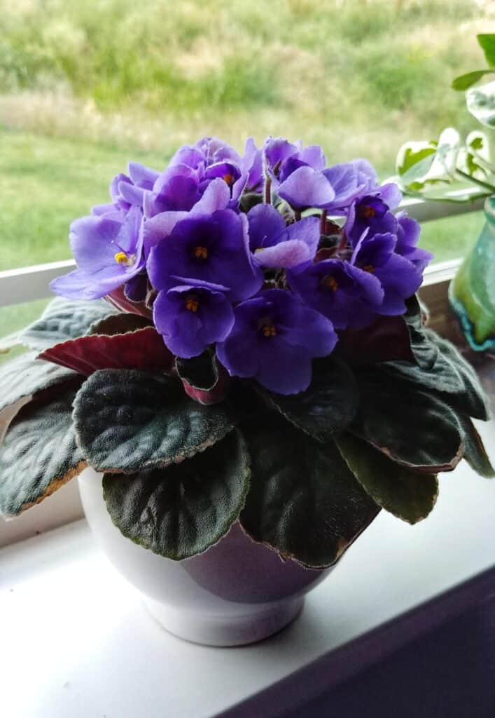 African Violet Is Not Flowering 1 1