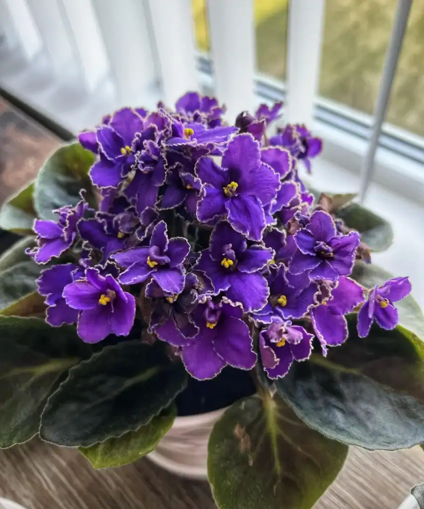 African Violet Is Not Flowering