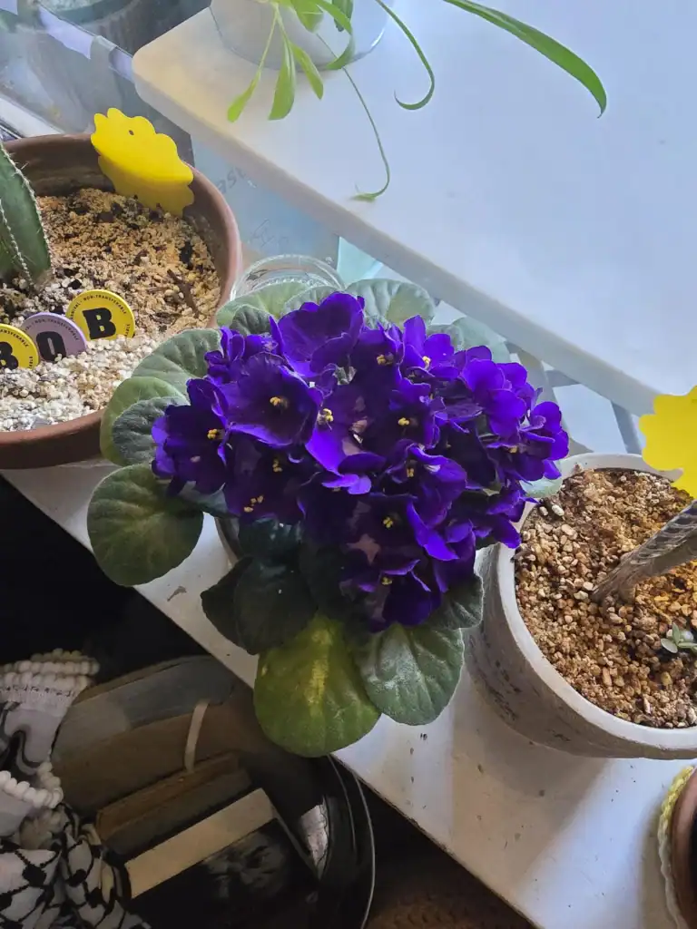 African Violet Is Not Flowering.