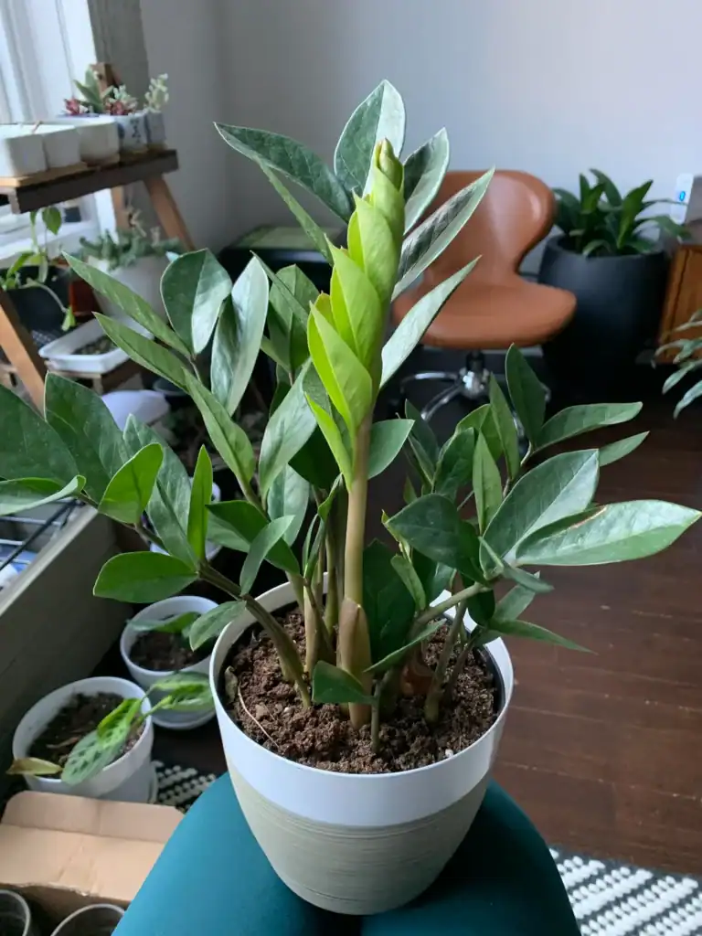 How To Make A ZZ Plant Grow New Shoots