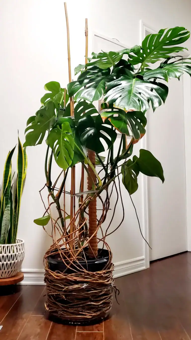 What To Do With Monstera Aerial Roots Indoors?