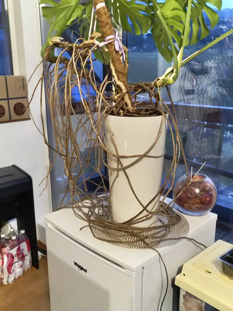 Monstera Aerial Root.