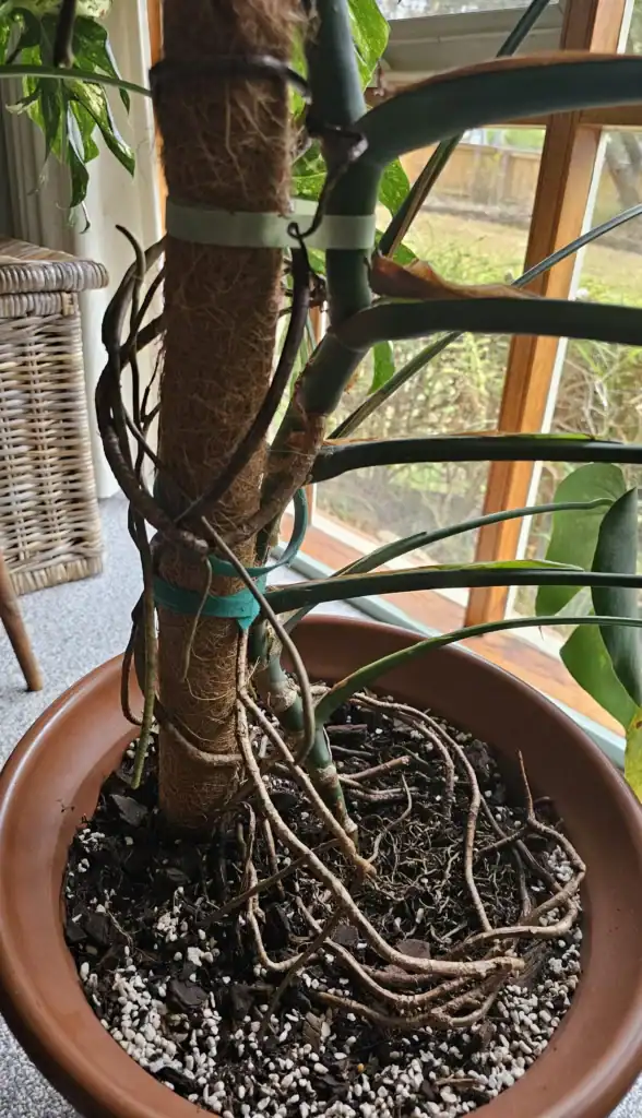 Monstera Aerial Roots 1 1