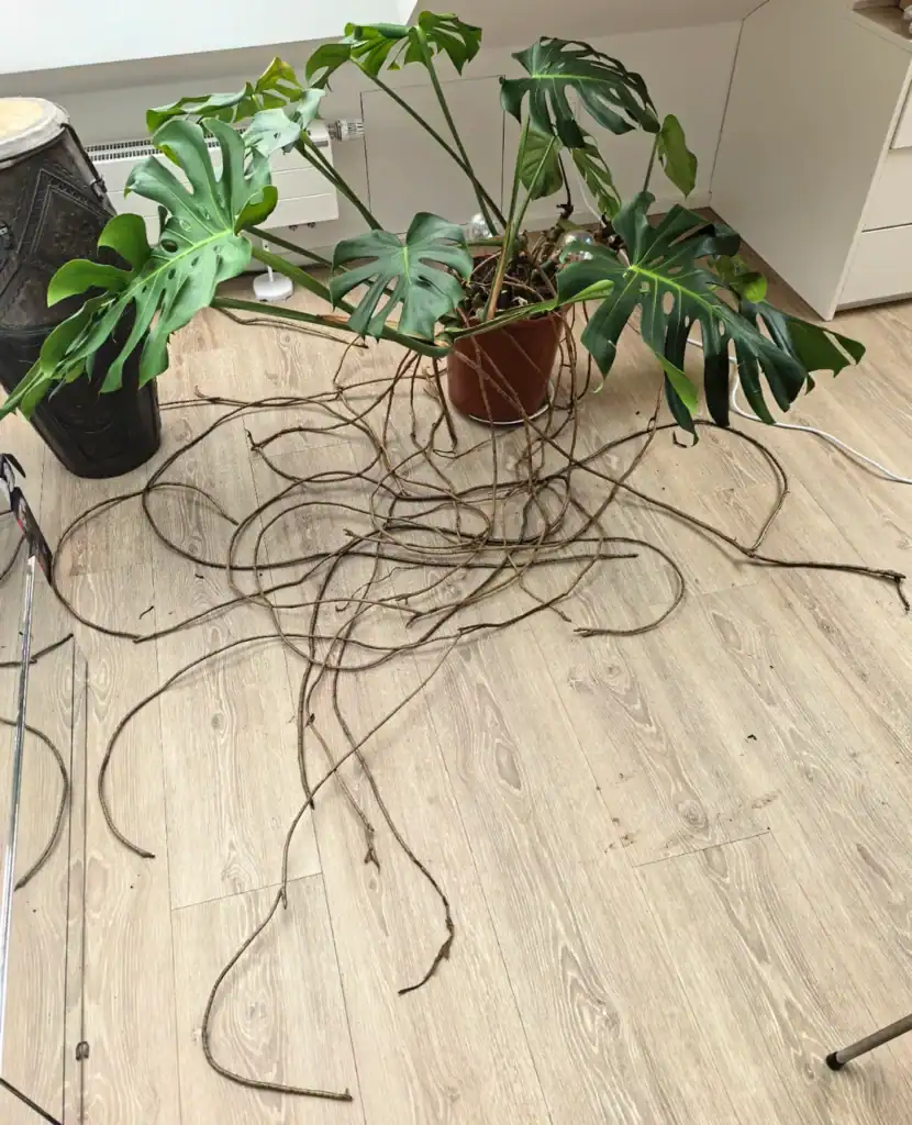 Monstera Aerial Roots