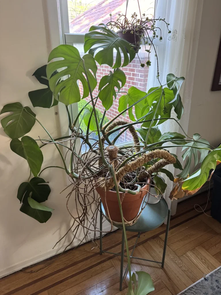 Monstera Aerial Roots. 1 1