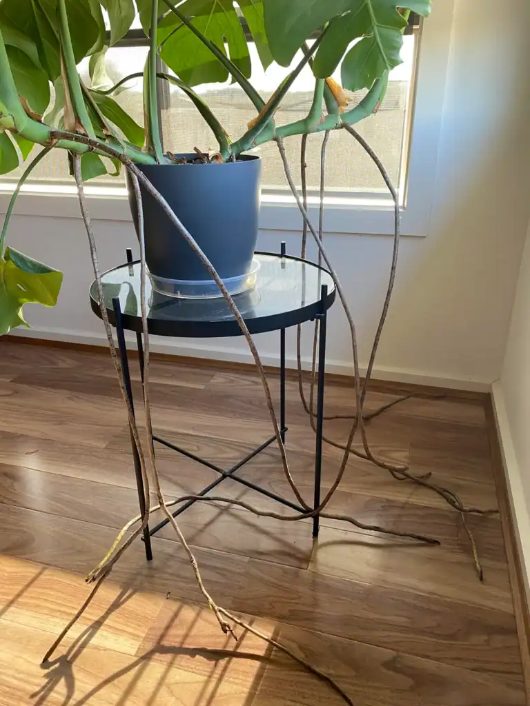 Monstera Aerial Roots. 1 2