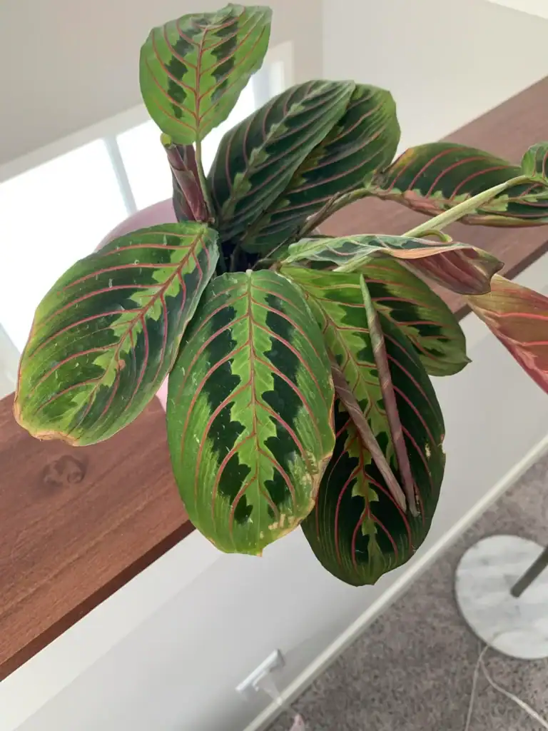Prayer Plant Crispy Edges