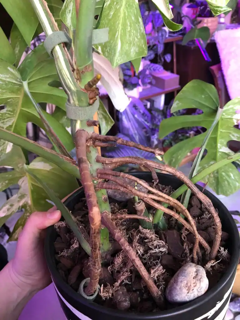aerial monstera roots 8