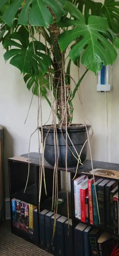 aerial root management v0 zuku0xj49jmb1