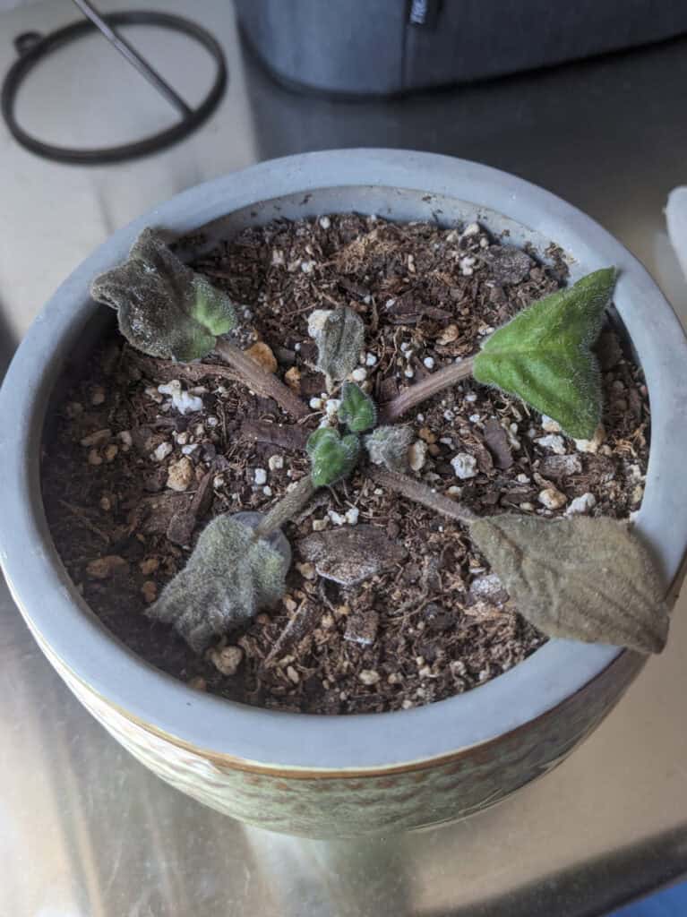 african violet