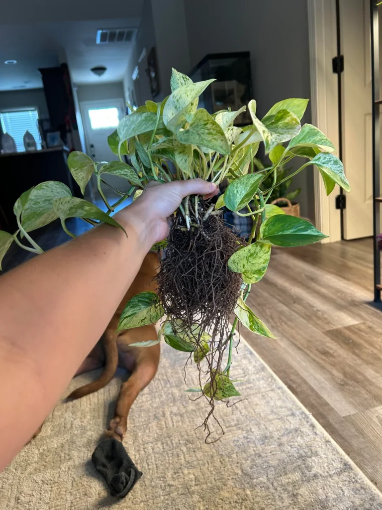 do i need a bigger pot for my pothos or is this good v0 8w1b845i92gf1