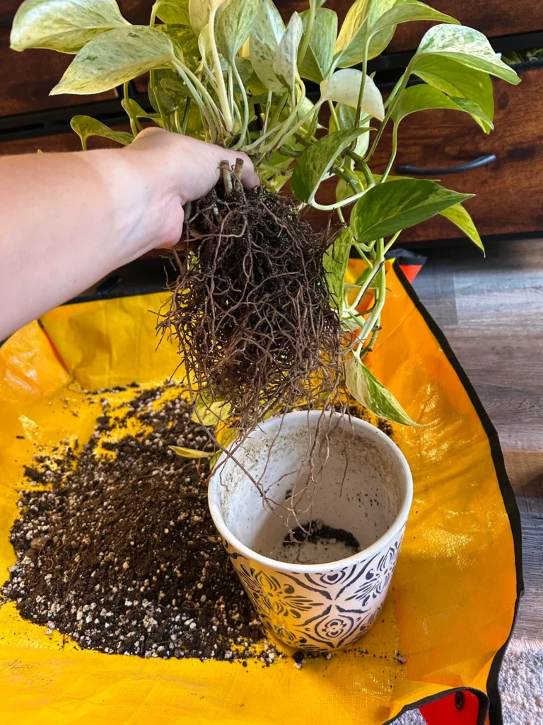 do i need a bigger pot for my pothos or is this good v0 ybgwp55i92gf1