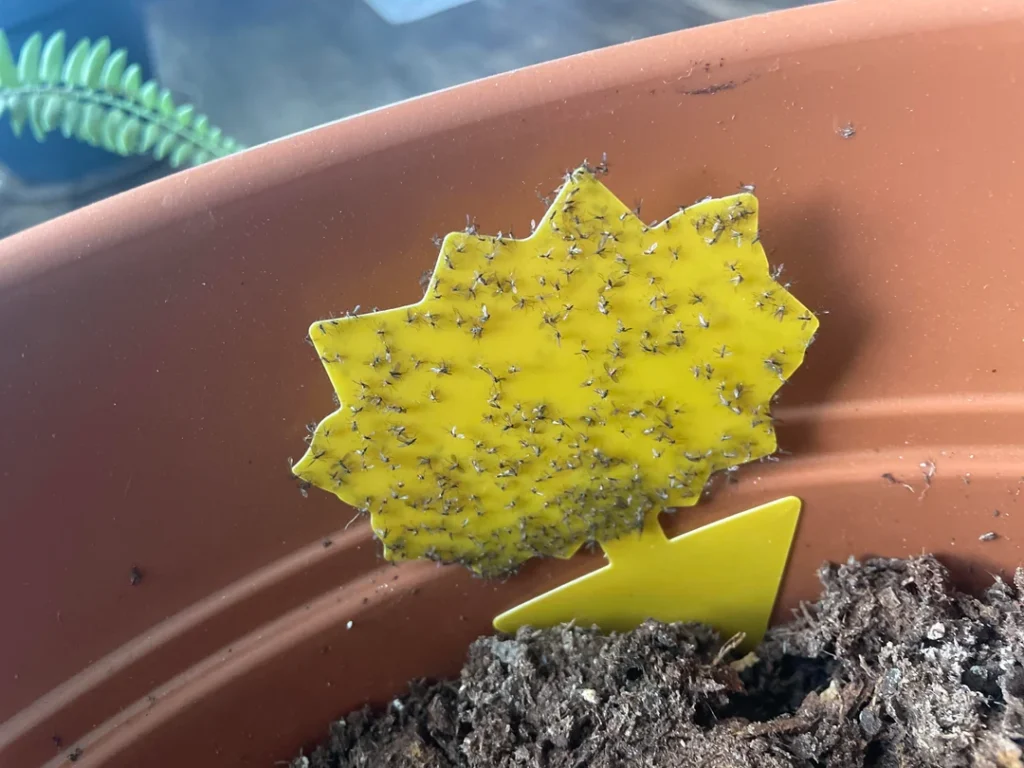 fungal gnat infestation help v0 b3dtye5j0q3e1