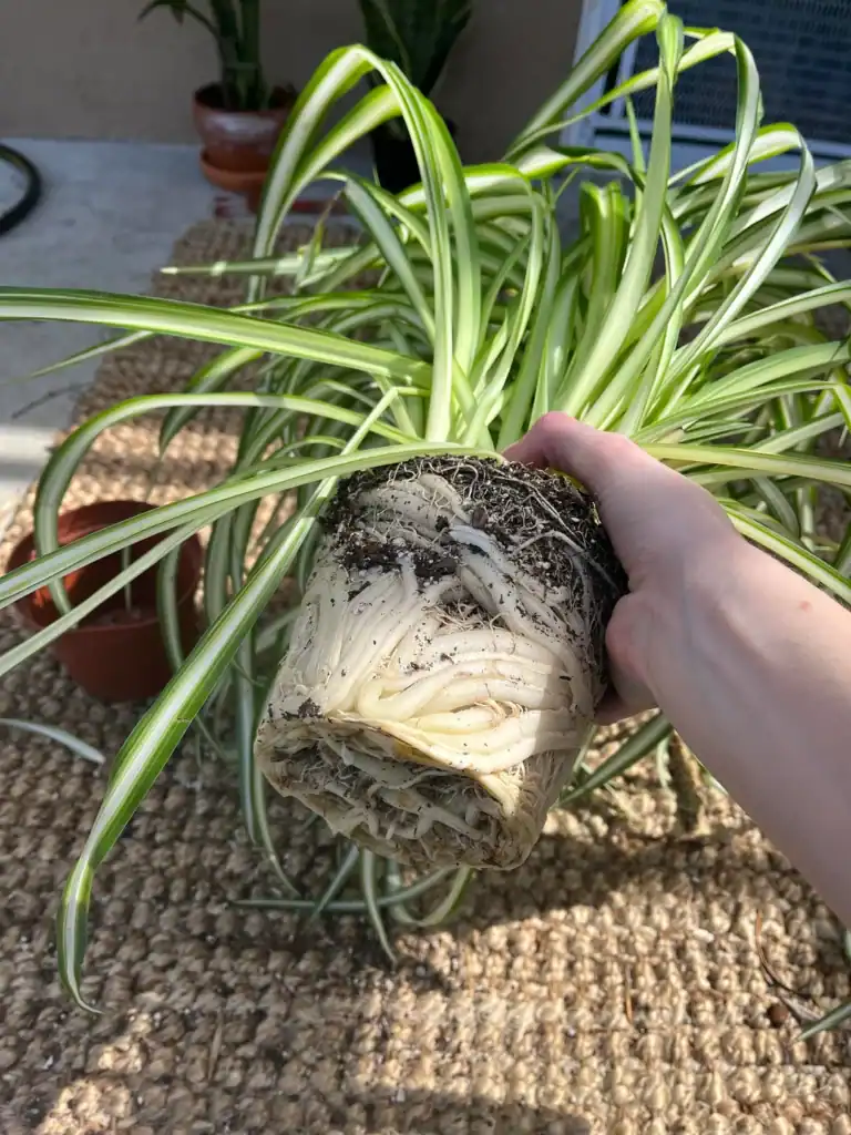 how should i repot this spider plant i purchased a week ago v0 holiuu80gfk81