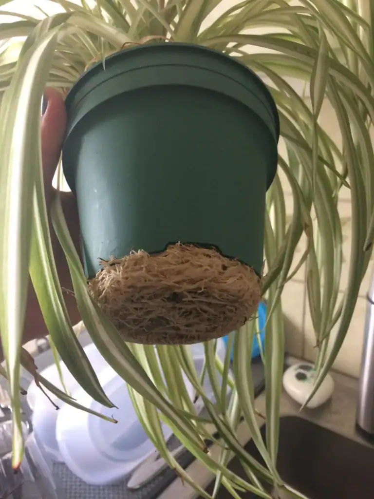 how to repot this spider plant with so many roots out of v0 fqihhvwqwt0z
