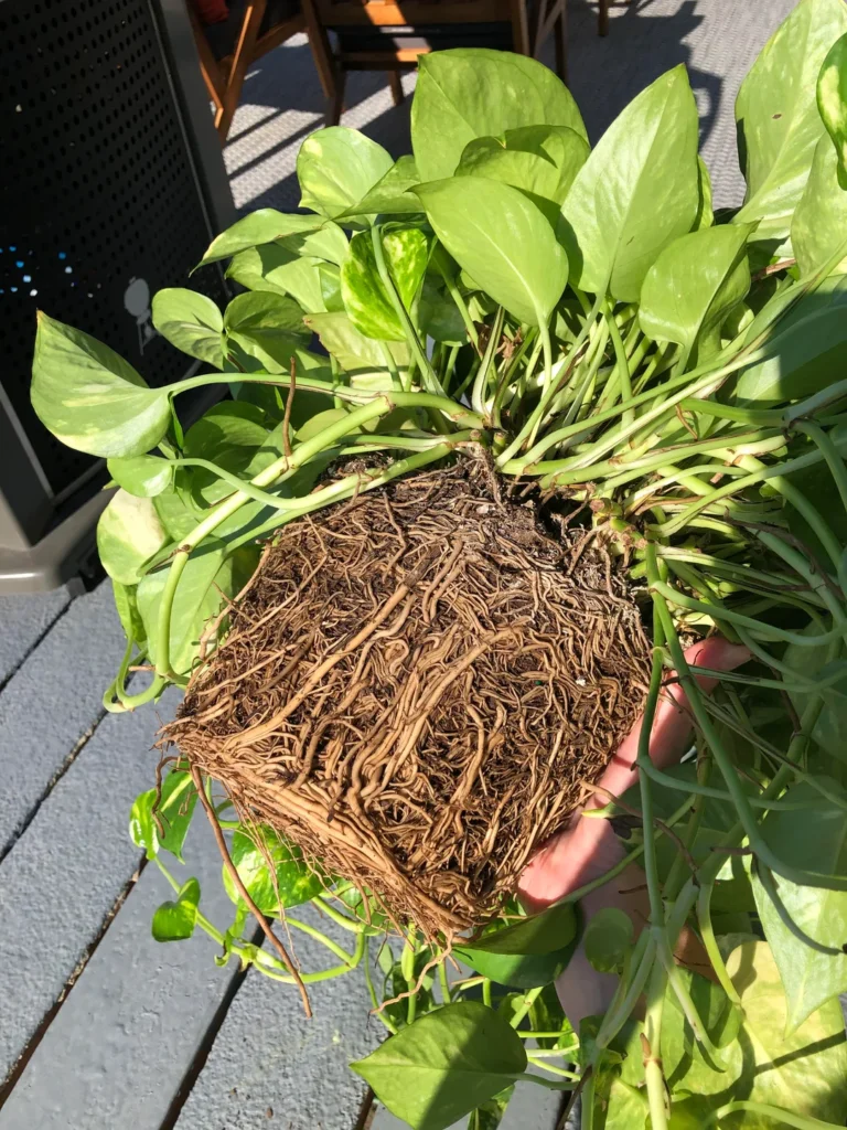 how to split root bound pothos v0 qkuxd9u4szg51