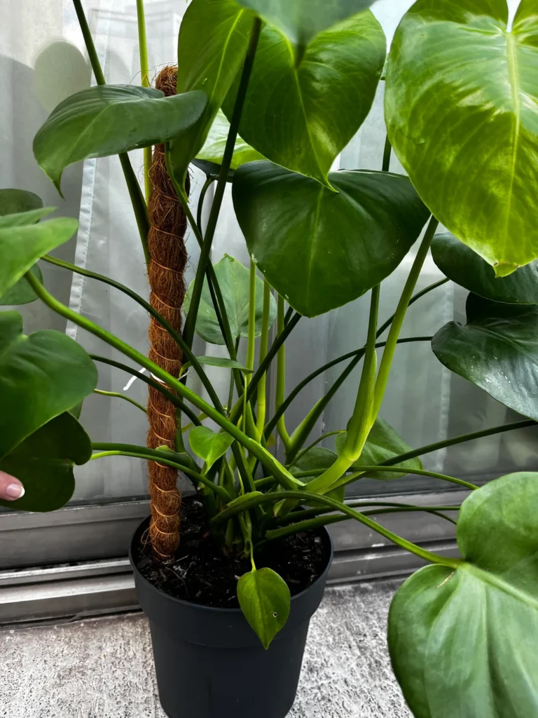 juvenile monstera advice v0 t8gy59ogbq9b1
