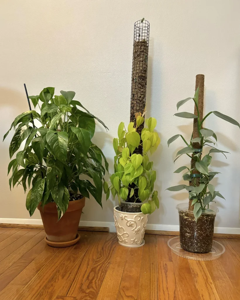 moss or coir poles does it make a difference v0 d69gq3ur0k4e1