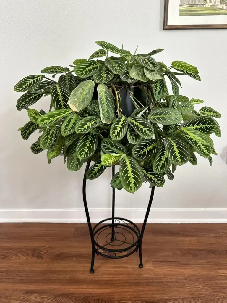 my prayer plant has new leaves every time i look v0 5q0n936exngf1