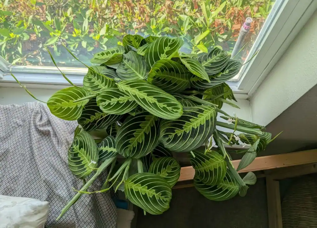 my prayer plants are my absolutes favorites so i wanted to v0 129px0cqq19h1