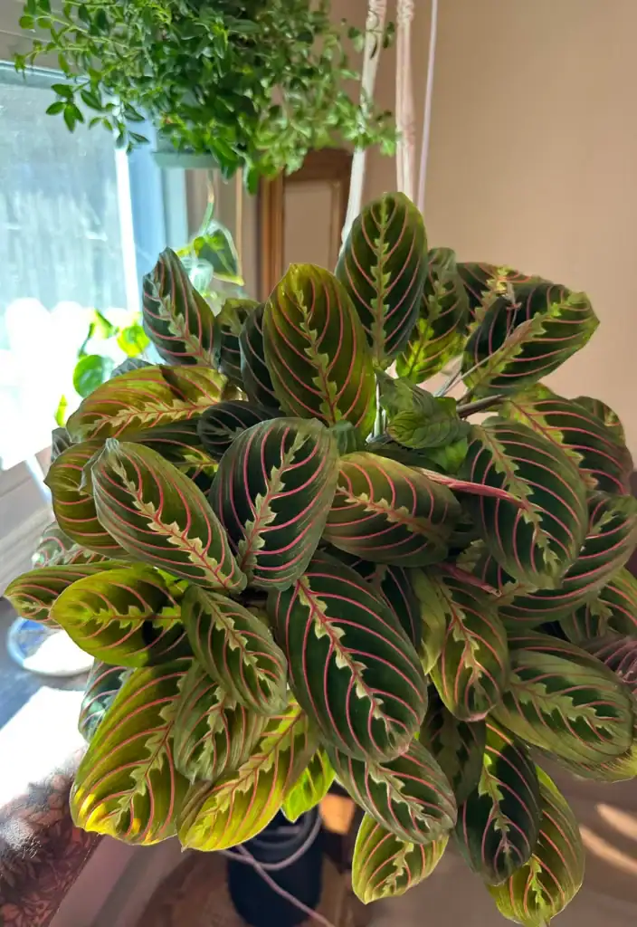 prayer plant