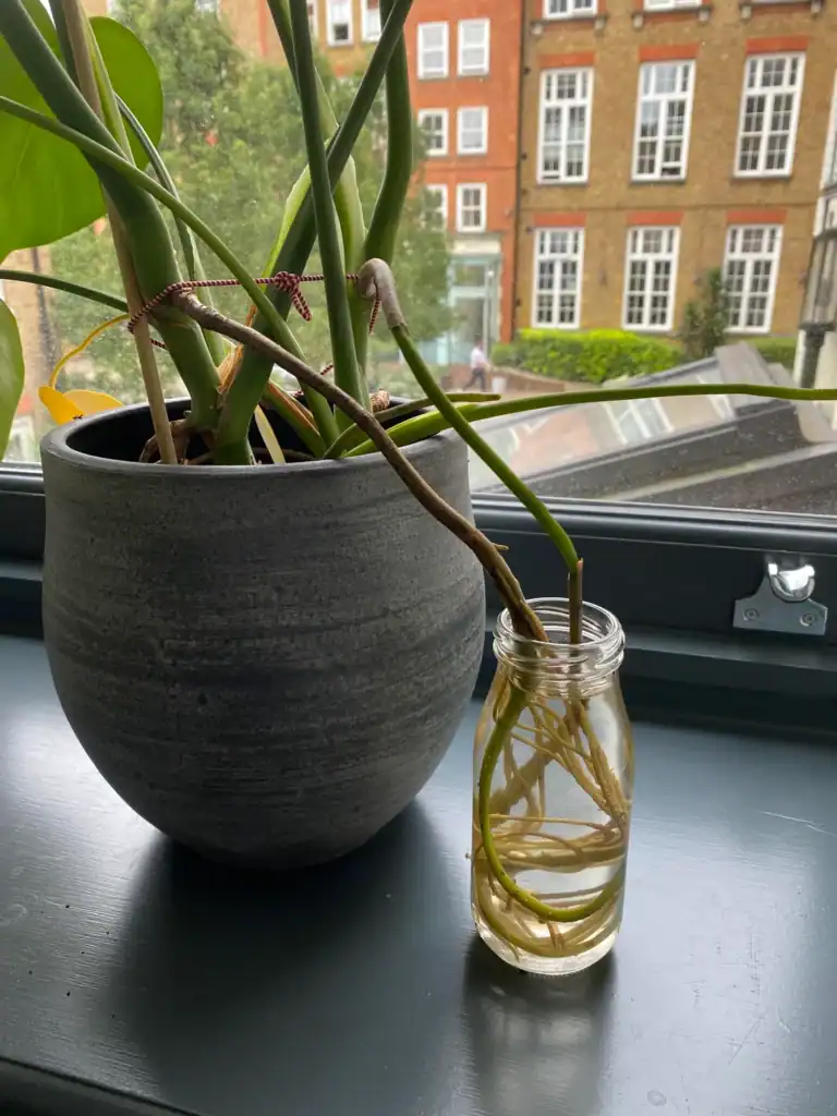 put my aerial roots in water went away for a month came v0 qf5ngq60vno71
