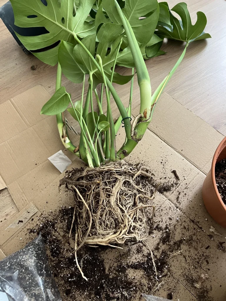 repotting monstera
