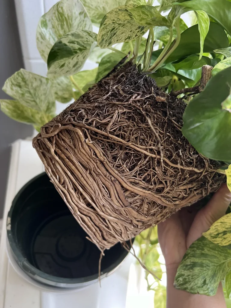 rootbound pothos v0 hk9yxhbqaigd1