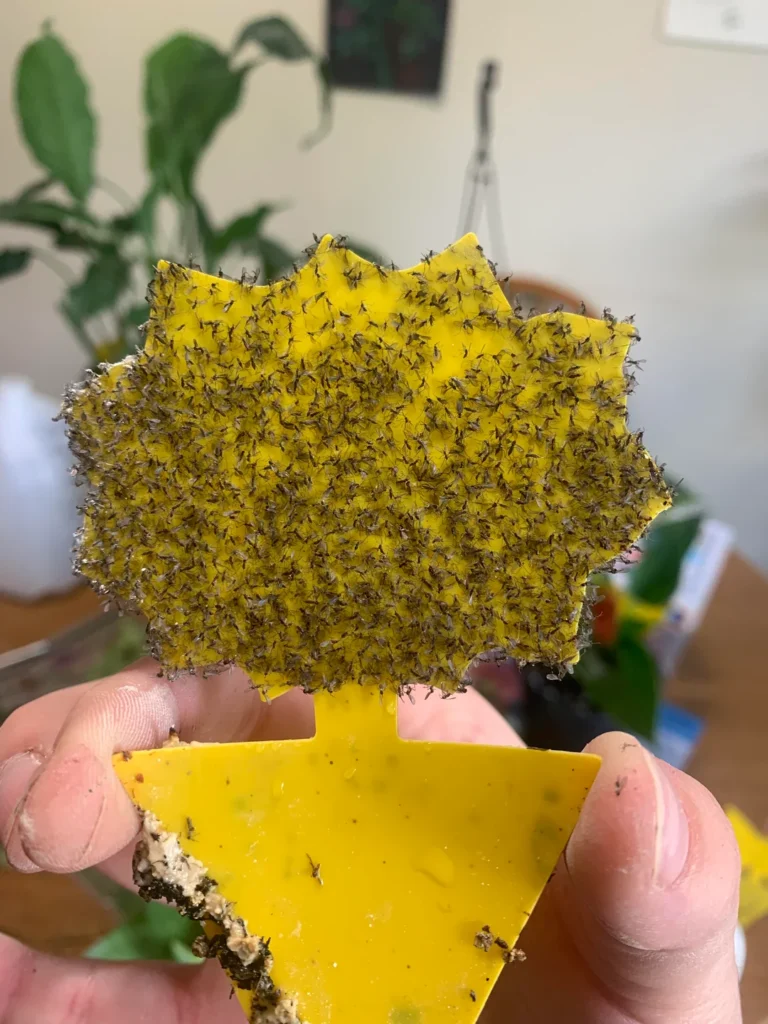 severe fungus gnat infestation nothing working several v0 vg2uf0qbe8e71