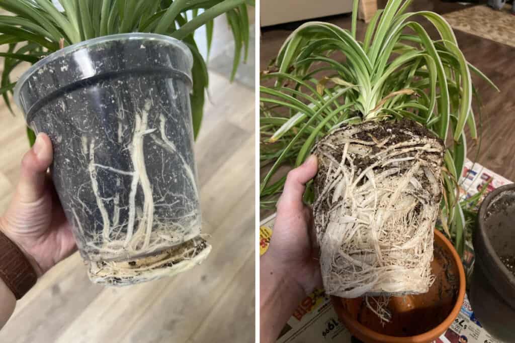 spider plant Root Bound 1