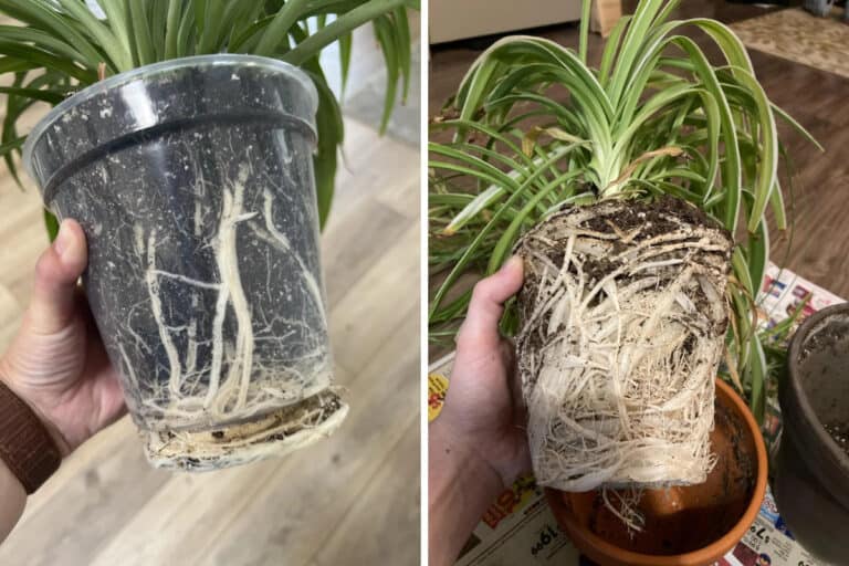 How To Save A Root Bound Spider Plant?