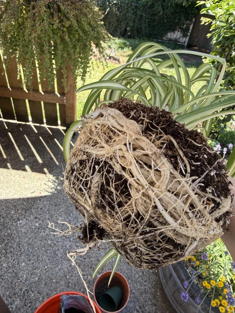 spider plant root bound v0 sawgahxw9x8h1