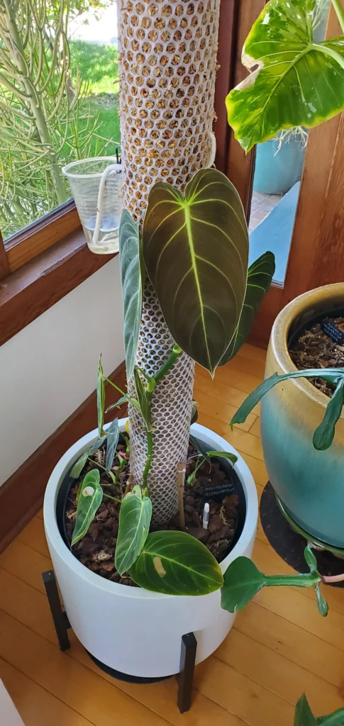 what plants can use a moss pole v0 axa6eq1s9wsc1