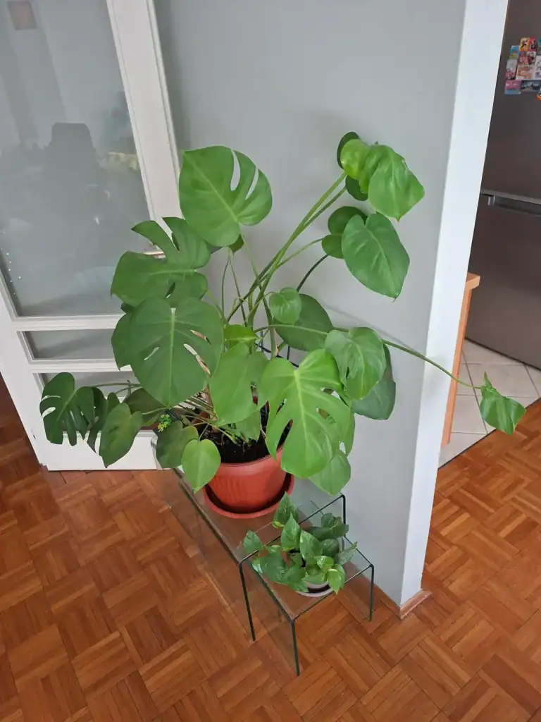 why is my monstera only growing small leaves v0 bbnk74172w2h1 1