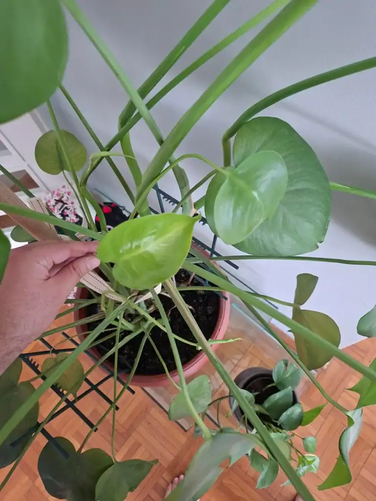 why is my monstera only growing small leaves v0 hbv5ct672w2h1