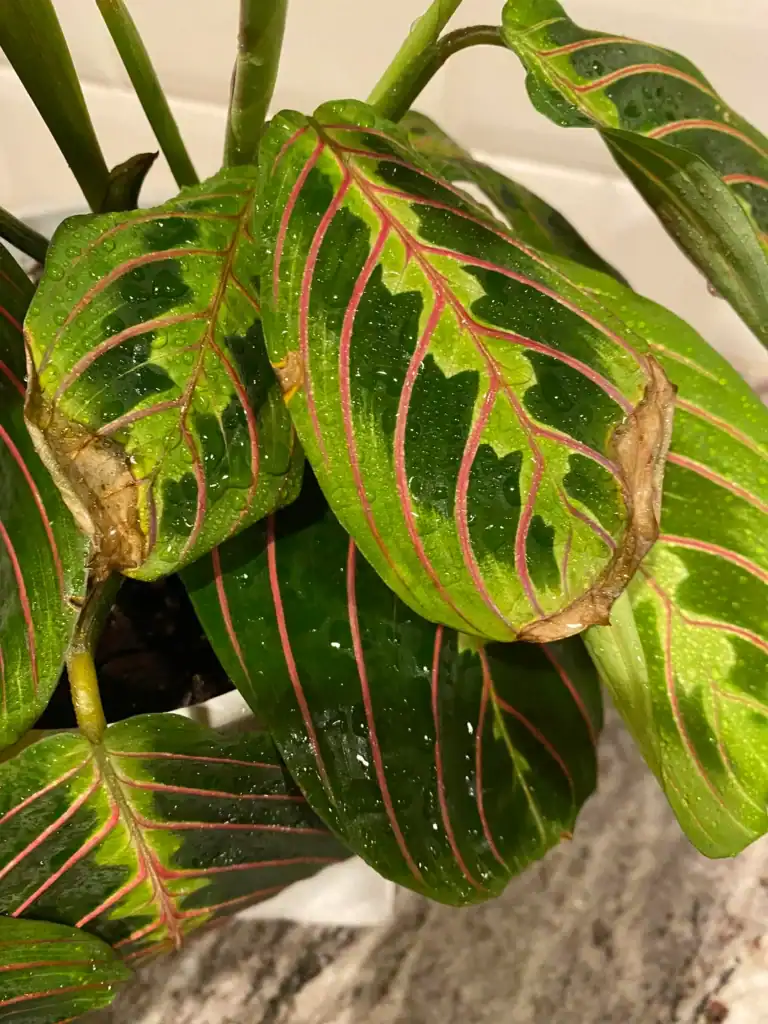 why is my prayer plant getting brown tips v0 gbgl17woylw61