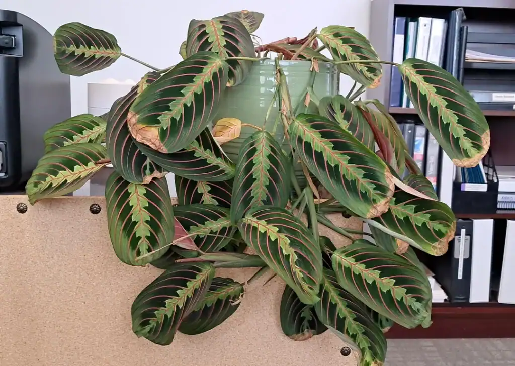 why is my prayer plant sad v0 m761i2g29ioe1
