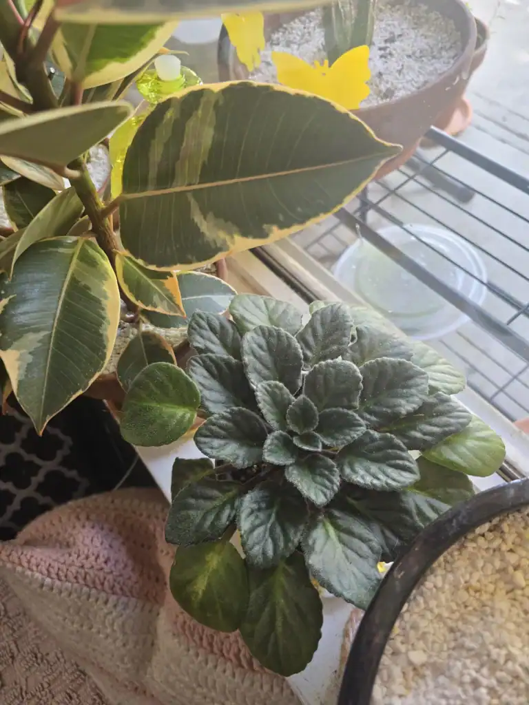 wifes african violet v0 rylnkman3aff1