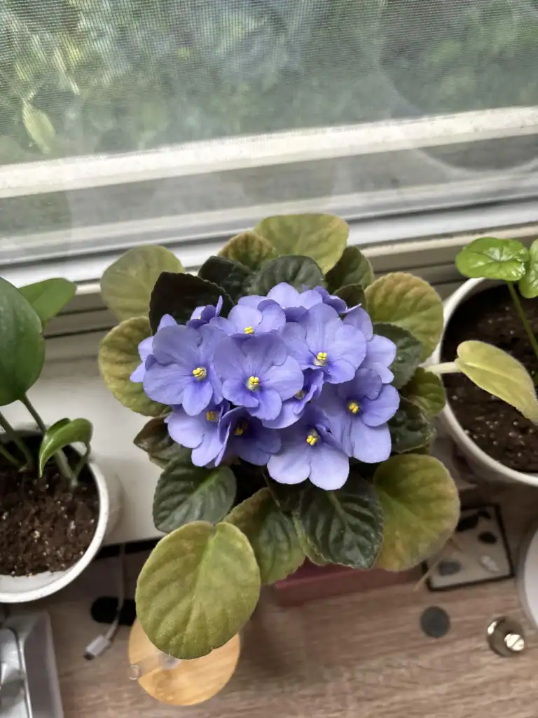 wifes african violet v0 zmqdmhmbciff1