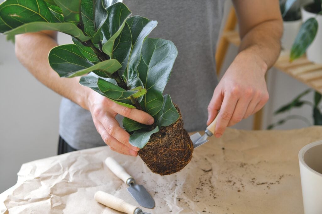 Fiddle Leaf Fig root bound