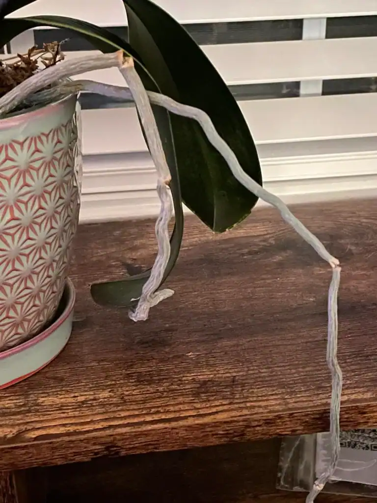 aerial roots cut or leave them trying to revive neglected v0 25mw8221p8n81