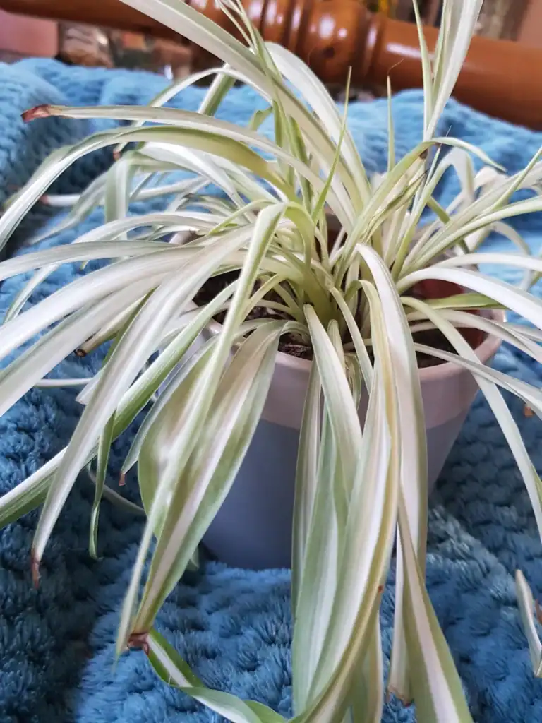 anyone know whats up with my spider plant its pale and has v0 hyxsg6k9nnl71