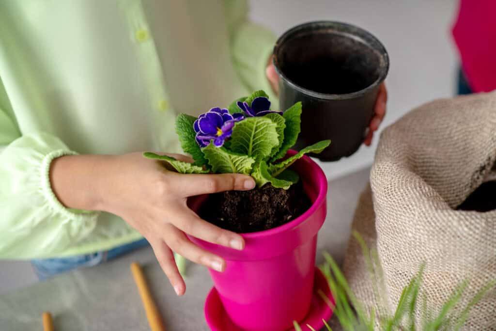 child repotting a violet in a pink pot 2026 09 22 15 40 28 utc