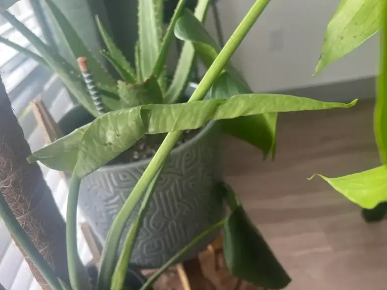 Why Your Monstera Leaves Are Not Opening Properly and How to Fix It