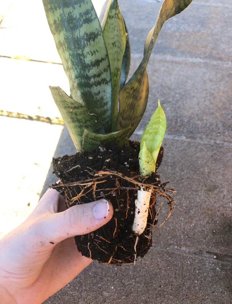 i didnt realize how fast snake plant pups grew this is only v0 tv8ov6k0qrj51